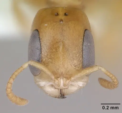 Pseudomyrmex simplex specimen CASENT0173776 image casent0173776_2