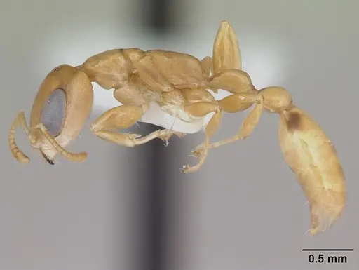 Pseudomyrmex simplex specimen CASENT0173776 image casent0173776_3