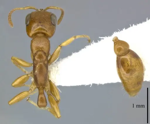 Pseudomyrmex simplex specimen CASENT0246303 image casent0246303_1