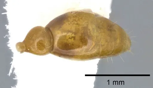 Pseudomyrmex simplex specimen CASENT0246303 image casent0246303_2