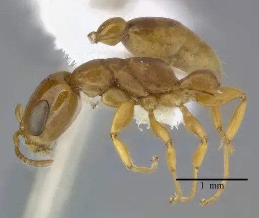 Pseudomyrmex simplex specimen CASENT0246303 image casent0246303_4