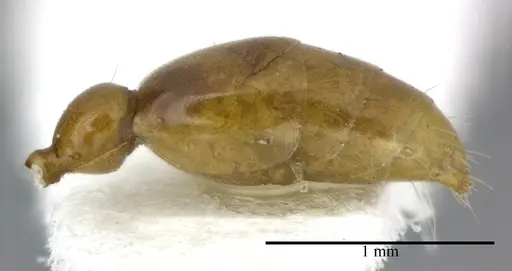 Pseudomyrmex simplex specimen CASENT0246303 image casent0246303_5