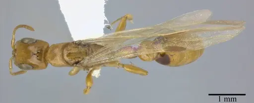 Pseudomyrmex simplex specimen CASENT0246346 image casent0246346_1