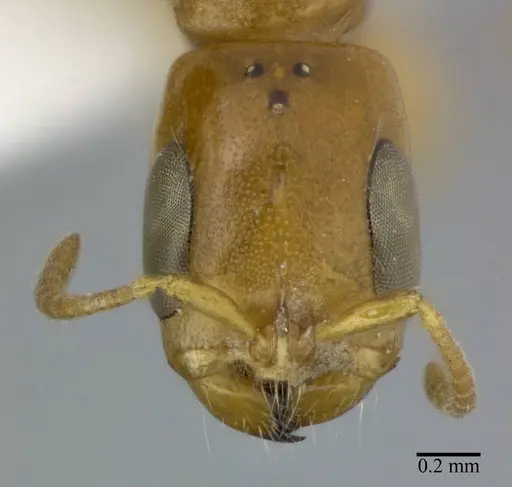 Pseudomyrmex simplex specimen CASENT0246346 image casent0246346_2