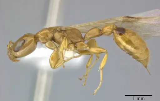 Pseudomyrmex simplex specimen CASENT0246346 image casent0246346_3