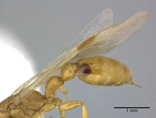Pseudomyrmex simplex specimen CASENT0246346 image casent0246346_4
