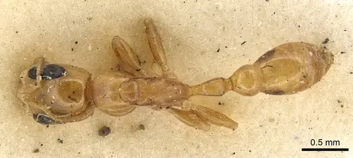 Pseudomyrmex simplex specimen CASENT0902901 image casent0902901_1
