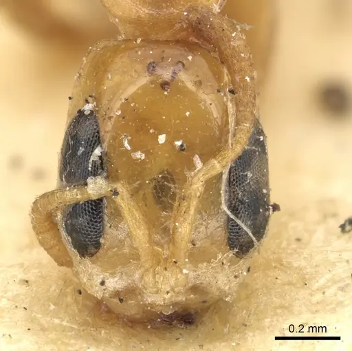 Pseudomyrmex simplex specimen CASENT0902901 image casent0902901_2