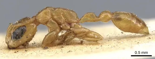 Pseudomyrmex simplex specimen CASENT0902901 image casent0902901_3