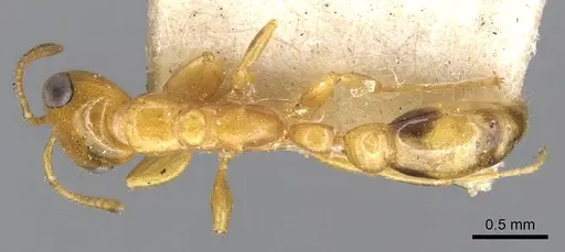 Pseudomyrmex simplex specimen CASENT0902902 image casent0902902_1