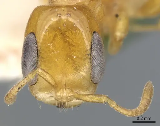 Pseudomyrmex simplex specimen CASENT0902902 image casent0902902_2