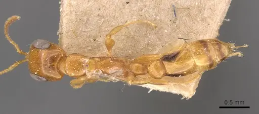 Pseudomyrmex simplex specimen CASENT0907489 image casent0907489_1