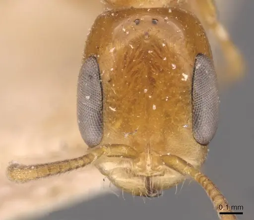 Pseudomyrmex simplex specimen CASENT0907489 image casent0907489_2