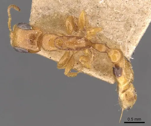 Pseudomyrmex simplex specimen CASENT0907490 image casent0907490_1