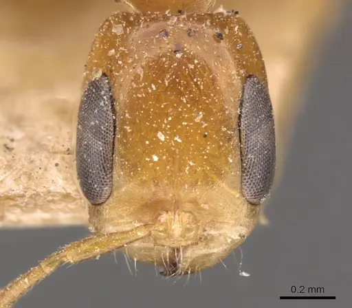 Pseudomyrmex simplex specimen CASENT0907490 image casent0907490_2