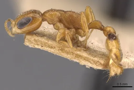 Pseudomyrmex simplex specimen CASENT0907490 image casent0907490_3