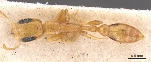 Pseudomyrmex simplex specimen CASENT0907491 image casent0907491_1