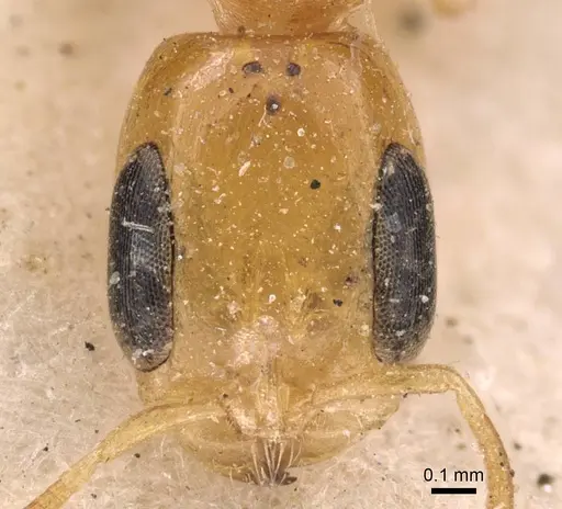 Pseudomyrmex simplex specimen CASENT0907491 image casent0907491_2