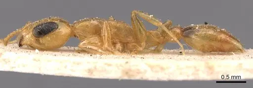 Pseudomyrmex simplex specimen CASENT0907491 image casent0907491_3