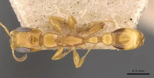 Pseudomyrmex simplex specimen CASENT0907492 image casent0907492_1