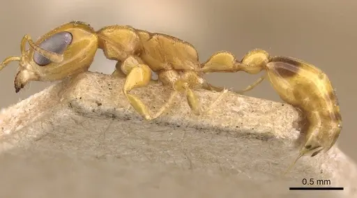 Pseudomyrmex simplex specimen CASENT0907492 image casent0907492_3