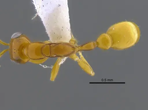 Pseudomyrmex simplex specimen CBUMAGENT41807 image cbumagent41807_1