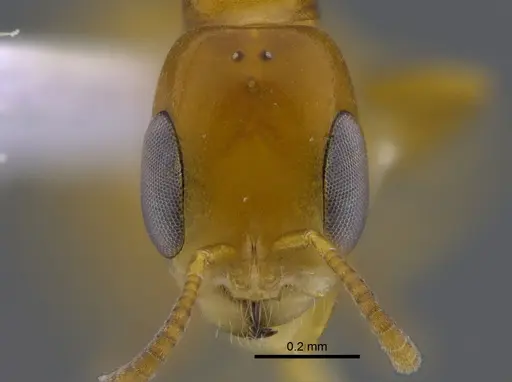 Pseudomyrmex simplex specimen CBUMAGENT41807 image cbumagent41807_2