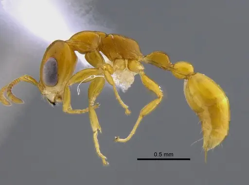 Pseudomyrmex simplex specimen CBUMAGENT41807 image cbumagent41807_3
