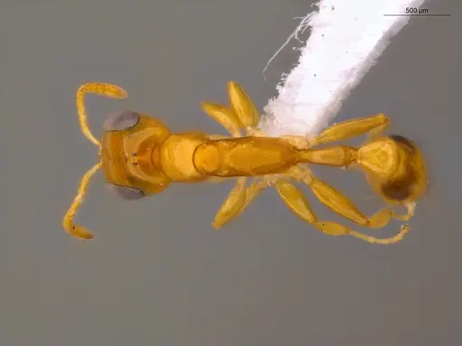 Pseudomyrmex simplex specimen ECOFOG-TR17-0249-01 image ecofog-tr17-0249-01_1