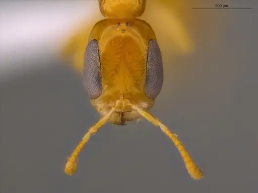 Pseudomyrmex simplex specimen ECOFOG-TR17-0249-01 image ecofog-tr17-0249-01_2