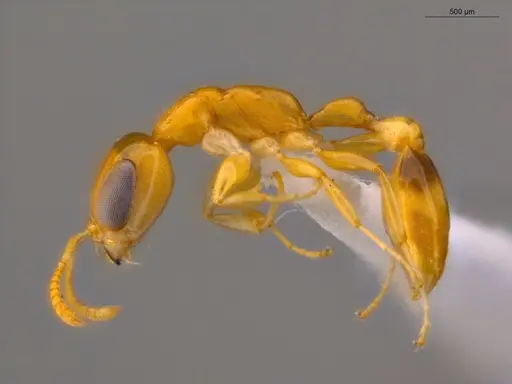 Pseudomyrmex simplex specimen ECOFOG-TR17-0249-01 image ecofog-tr17-0249-01_3