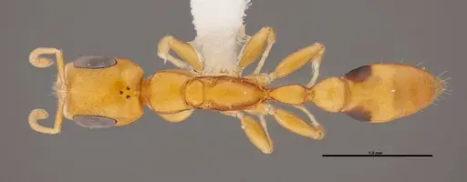 Pseudomyrmex simplex specimen FMNHINS0000078520 image fmnhins0000078520_1
