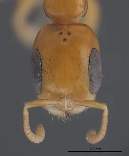 Pseudomyrmex simplex specimen FMNHINS0000078520 image fmnhins0000078520_2