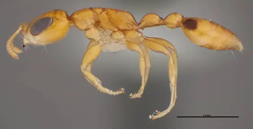 Pseudomyrmex simplex specimen FMNHINS0000078520 image fmnhins0000078520_3