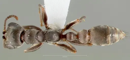Pseudomyrmex simulans specimen CASENT0005852 image casent0005852_1