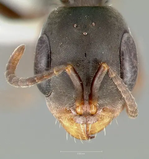 Pseudomyrmex simulans specimen CASENT0005852 image casent0005852_2