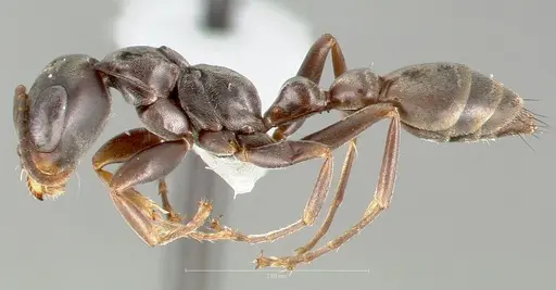 Pseudomyrmex simulans specimen CASENT0005852 image casent0005852_3