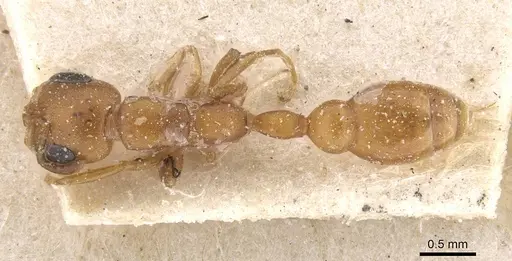 Pseudomyrmex solisi specimen CASENT0915518 image casent0915518_1