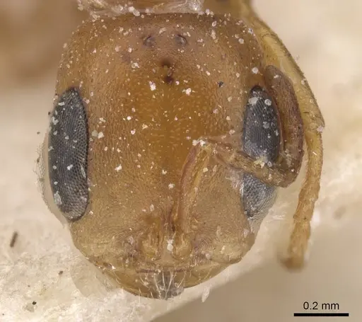 Pseudomyrmex solisi specimen CASENT0915518 image casent0915518_2