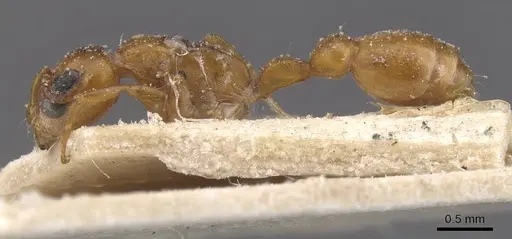 Pseudomyrmex solisi specimen CASENT0915518 image casent0915518_3