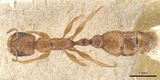 Pseudomyrmex solisi specimen CASENT0915519 image casent0915519_1