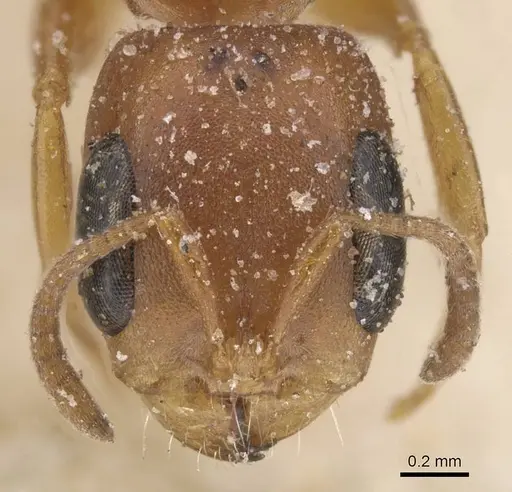 Pseudomyrmex solisi specimen CASENT0915519 image casent0915519_2
