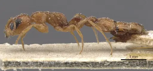 Pseudomyrmex solisi specimen CASENT0915519 image casent0915519_3