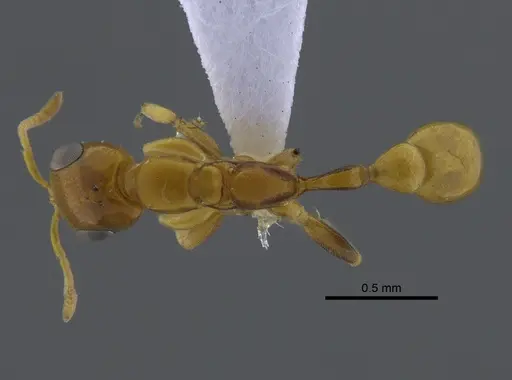 Pseudomyrmex spiculus specimen CBUMAGENT41736 image cbumagent41736_1