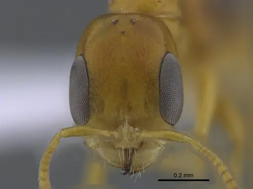 Pseudomyrmex spiculus specimen CBUMAGENT41736 image cbumagent41736_2