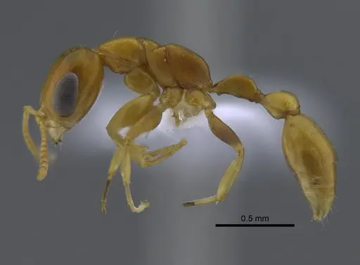 Pseudomyrmex spiculus specimen CBUMAGENT41736 image cbumagent41736_3