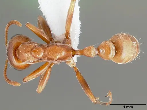 Pseudomyrmex spinicola specimen CASENT0005800 image casent0005800_1
