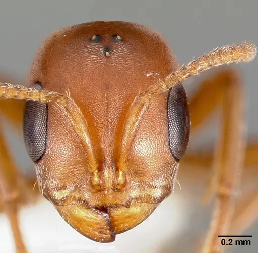Pseudomyrmex spinicola specimen CASENT0005800 image casent0005800_2
