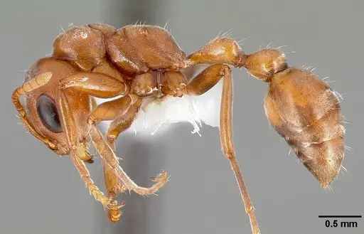 Pseudomyrmex spinicola specimen CASENT0005800 image casent0005800_3