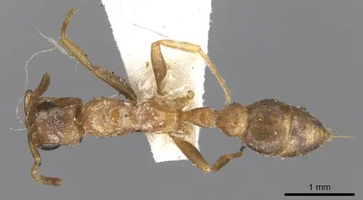 Pseudomyrmex spinicola specimen CASENT0902907 image casent0902907_1